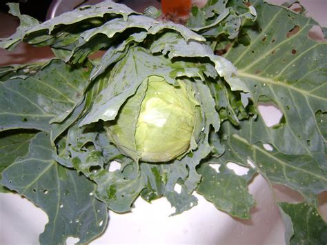 Kims Flower Fruit And Vegetable Garden Summer Cabbage