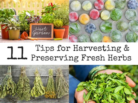 11 Tips For Harvesting And Preserving Fresh Herbs ~ Idees And Solutions