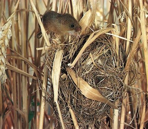 Nest Zoology