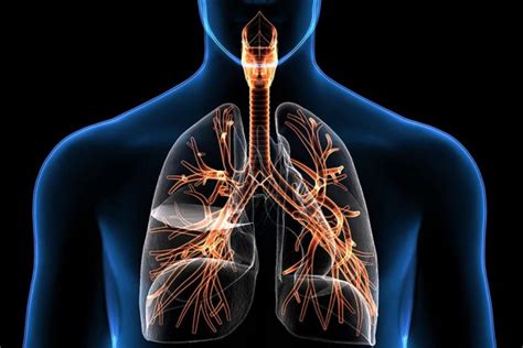 Aparato Respiratorio Características Y Funcionamiento ️