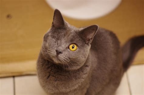 Like the heartworm, a cat can die from. My Friend's Cat's Eye. | Rebrn.com
