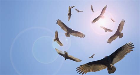 Vultures Circle Overhead Peapix