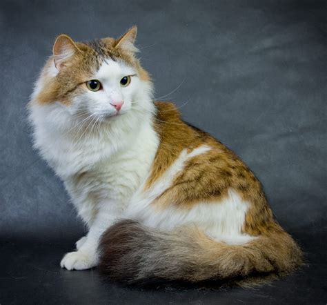 Feline 411 All About The Ragamuffin Cat Breed The Best