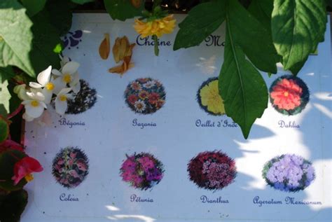 Les Noms Des Fleurs En Francais Avec Photo L Atelier Des Fleurs