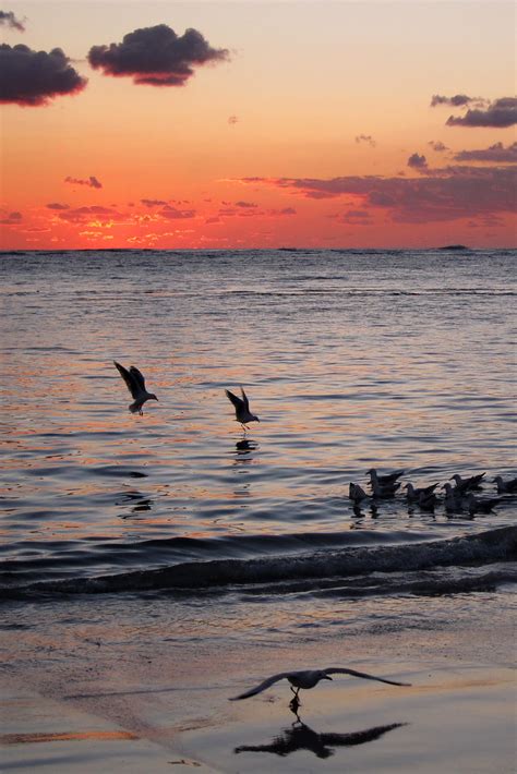Sunset Seagull Enjosmith Flickr