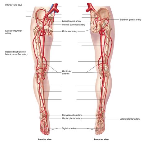 Arteries Of Lower Limb Anterior And Lateral View My Xxx Hot Girl