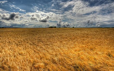 Free photo: Wheat Field - Crop, Farm, Field - Free ...