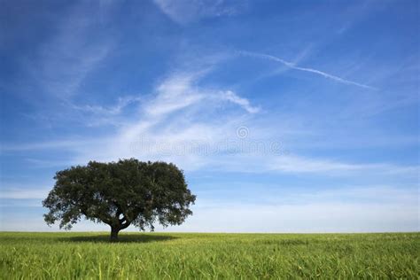 Lonely Tree In Spring Landscape Picture Image 5169937