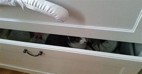 You Cant Find Me Stoopid Hooman Part Deux Imgur