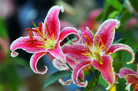 Exotic Oriental Lilies Stock Image Image Of Autumn Fragrance