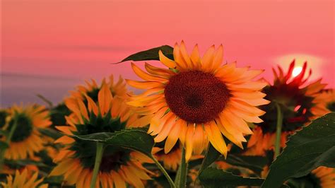 Sunflowers With Background Of Red Sunset Sky Hd Flowers Wallpapers Hd
