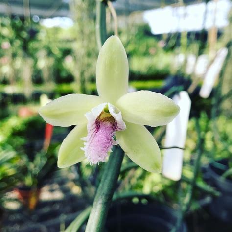 Flowers by burton delivered exactly what we wanted for our wedding this past friday. Vanilla flower | Orchids, Garden, Instagram posts