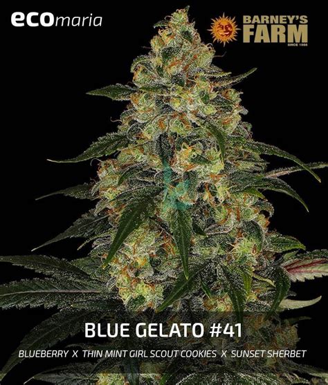 Blue Gelato 41 Cannabis Info Venta Y Experiencias Ecomaria