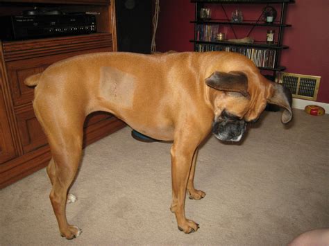 Cancer In Boxer Dogs Boxer Dog Info And Health Tips