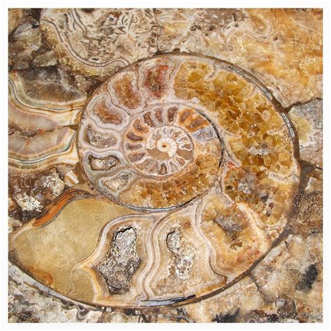 Ammonite Fossil By Pajunen On Deviantart