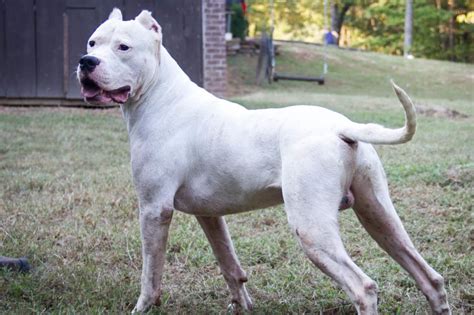 Every Detail About The Dogo Argentino Before Getting It At Home Dogo