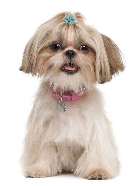 Shih Tzu Names Cute Male And Female Ideas For This Dog