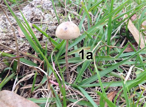 First Hunt Orlando Fl Mushroom Hunting And Identification