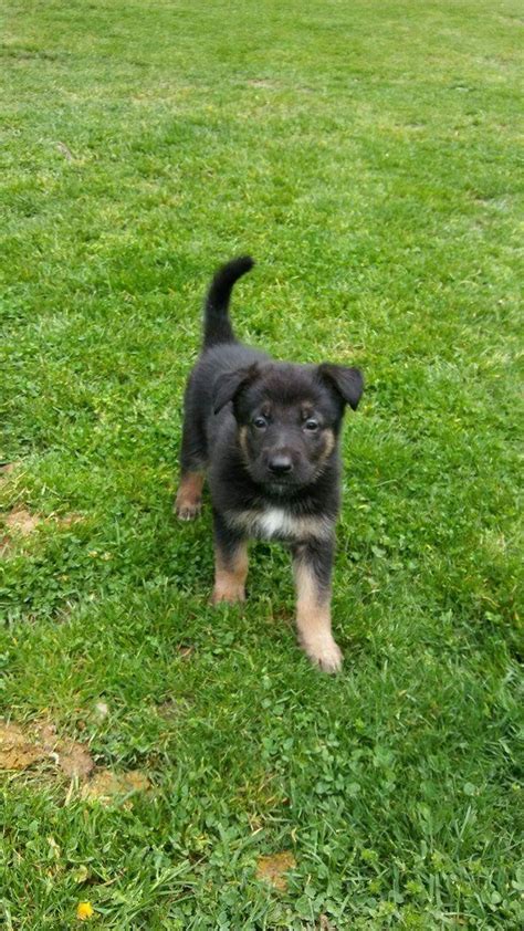 German owned and operated kennel with over twenty years experience. German Shepherd Puppies For Sale | Dayton, OH #193713