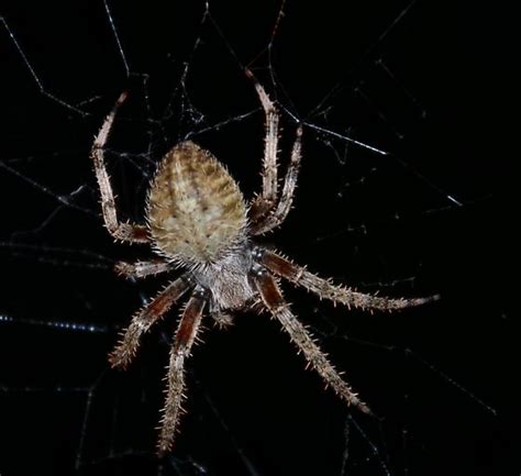Backyard Spider On Long Island New York Seen 81112 At Night