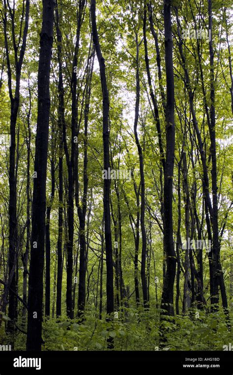 Tall Thin Trees In A Forest Stock Photo Alamy
