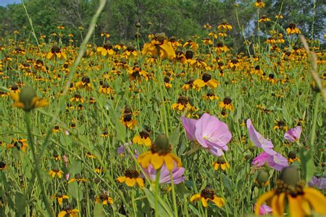 Dallas Trinity Trails The Largest Wildflower Meadow In Dallas