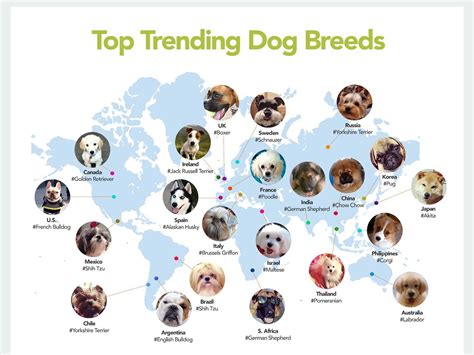 Dog Breeds And What You Should Know About Them