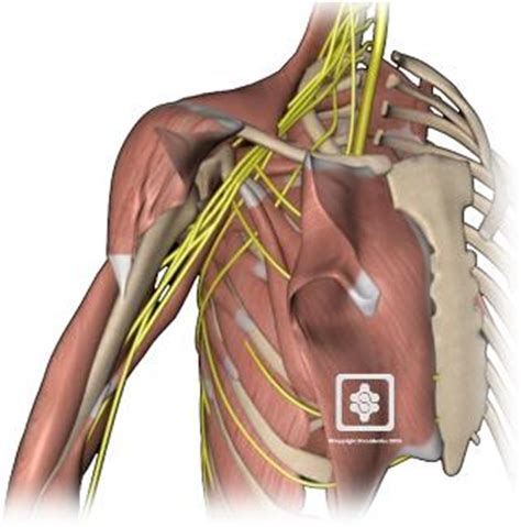 Anatomy of the shoulder muscles explained. Shoulder Anatomy | New York, NY | HandSport Surgery Institute