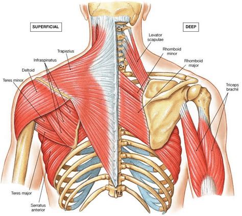 Muscles and ligaments that hold the spine together. 5 Exercises To Improve Scapular Stabilization And Prevent ...