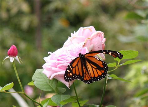 Monarch Butterfly On A Rose Photo Hubert Steed Photos At