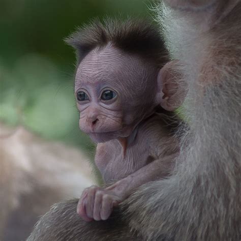 Curious Baby Monkey Cute Baby Monkey Baby Monkey Monkey
