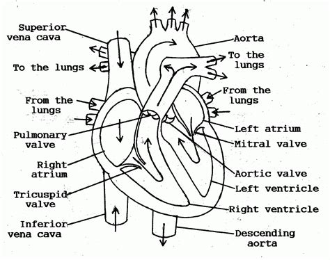 Free Anatomy Coloring Pages Heart Download Free Anatomy Coloring Pages
