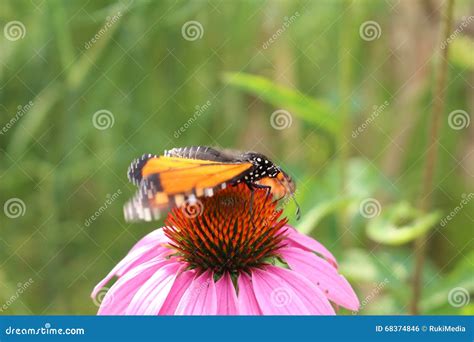 Mariposa De Monarca En La Flor Del Echinacea De Blacksamson Foto De