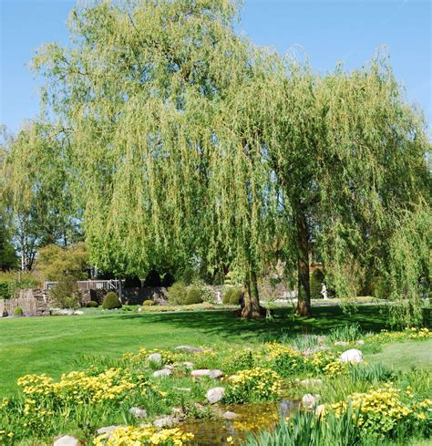 Weeping Willow Tree For Landscape Landscape Designs For Your Home Garden Types Weeping