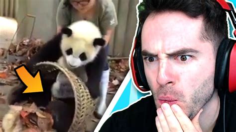 Human Vs Pandas Animals Being Jerks 1 Youtube
