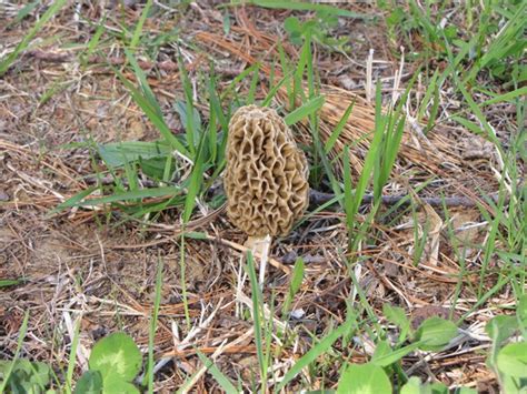 Morel Mushroom Found In The Yard — Michigan Backyard Journal