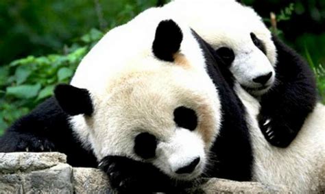 Osos Pandas Que No Quieren Tomarse Su Medicina ¡divertidÍsimo