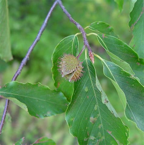 Fagus Grandifolia American Beech Go Botany