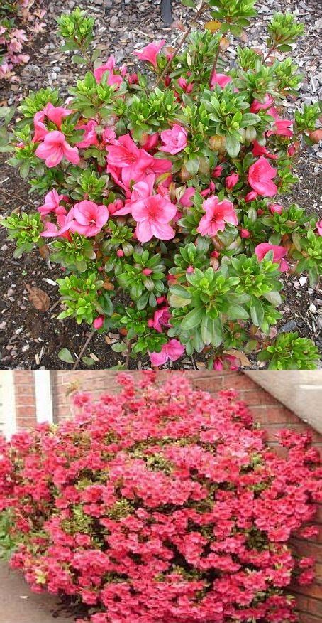 We did not find results for: Nuccio's Wild Cherry Dwarf Azalea (Macrantha Satsuki ...