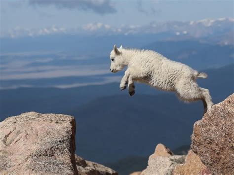 Watch As This Baby Mountain Goat Proves Her Incredible ‘parkour Talent