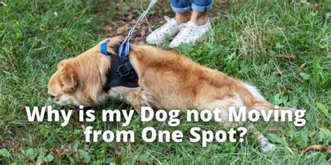 7 Reasons Why Your Dog Is Not Moving From One Spot