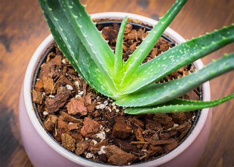 The Best Pots For Aloe Plants In 2023 Top Picks From Bob Vila