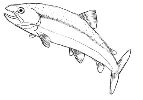 How To Draw A Fish - Draw Central