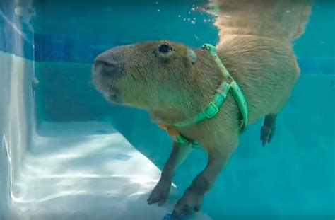 Water Loving Capybara Takes An Impressively Deep Dive In His Pool Aol