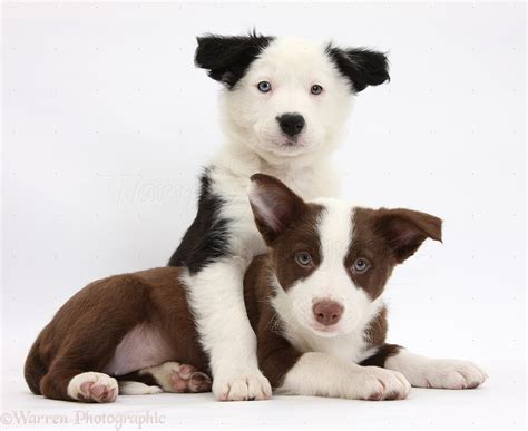 Dogs Chocolate And Black And White Border Collie Puppies Photo Wp37316