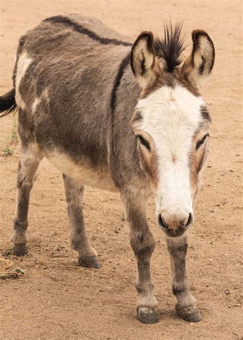 27 Cute Miniature Donkey Facts Photos History Size Cost Pets