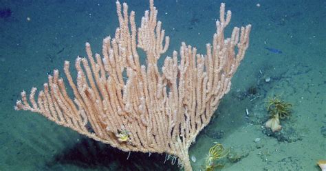 Bamboo Corals Of The Oregon Coast Nautilus Live