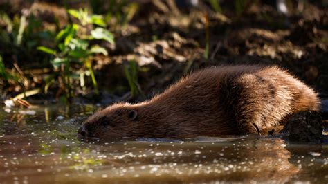 Scientists Propose Rewilding The American West By Reintroducing Grey Wolves And Beavers