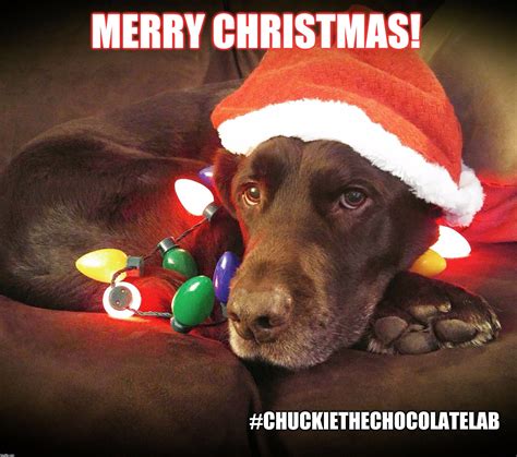 Chuckie The Chocolate Lab Merry Christmas Dog Christmas Dog