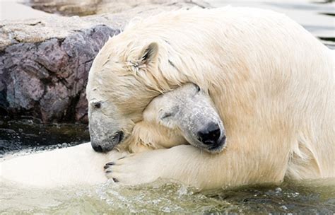 14 Heartwarming Photos Of Animals Showing True Love Knows No Bounds